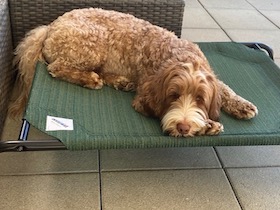 Coolaroo lit pour chien - Taille moyen: Photo 4