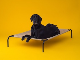 CPETBEDXL|
lit orthopédique pour chien - 
lit sur pieds pour chien